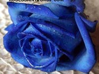Rosa Azul