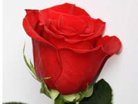 Rosa Freedom